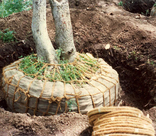 Mature Tree Transplants