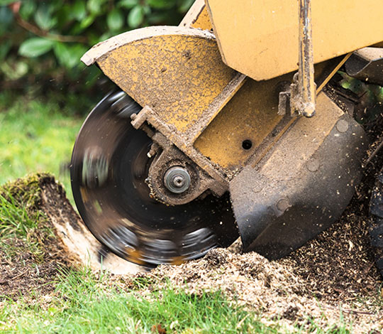 Stump grinding near me, Stump removal, Tree Stump North Perth