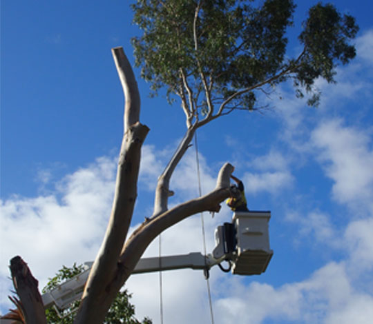 Tree lopping near me, Tree Removal, Tree lopping Joondalup, Tree lopping Malaga, Tree lopping Wanneroo, Tree lopping Perth, Tree lopping Nowergup, Tree lopping Ocean Reef, Tree lopping Swan, Tree lopping Mundaring